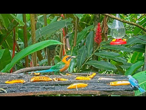 Fan Favorite One-eyed Rufous Motmot Continues To Thrive On The Panama Fruit Feeder – June 24, 2022
