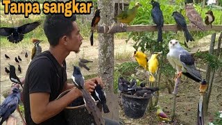 Download lagu VIRAL_HOLDING HUNDREDS OF BIRDS WITHOUT CAGES mp3 Download lagu VIRAL_HOLDING HUNDREDS OF BIRDS WITHOUT CAGES mp3
