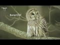 The Distinctive Calls of Owls: A Sampler 