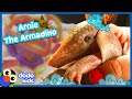 Baby Armadillo Wants To Take A Billion Baths Calm X Dodo Kids