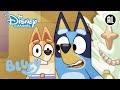 Kerstduik | Bluey | Disney Channel NL