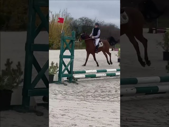 A vendre  tr&egrave;s joli Hongre arabe 8 ans polyvalent