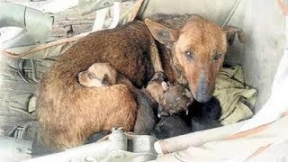 Street Dog Guards Abandoned Baby – Shows That Dogs Have A Heart Of Gold