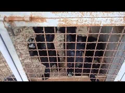 Прямая трансляция с питомника немецких овчарок Мотор Сич.