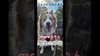 日曜の朝ちょい早起き!! mare散歩　#ボーダーコリー　#可愛い動物 #癒し系