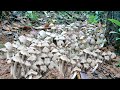 picking termite mushrooms in thailand อลังการมากเห็ดโคนในความสวยงามขึ้น7กลุ่มโพดโพบักแตงโมสวยๆเลย