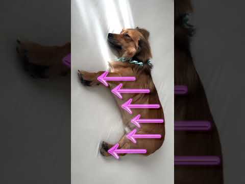 If your dog sleeps like this, he's an optimist. #shorts