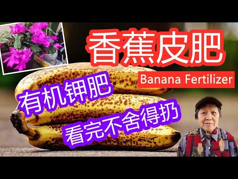 , title : '香蕉皮有机肥，最全的制作方法，看完都不舍得扔 | Banana Peel Fertilizer (Easy and quick）（点CC打开字幕）（English subtitles)'