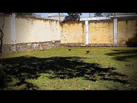 Chico Buarque e João do Vale - Carcará - 1982