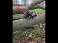 Who likes to take their marmoset out for a nature walk ?🦍🍀#marmoset #monkey #new #wildlife #cute