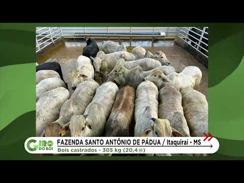 FAZENDA DE MS PRODUZ LOTE DUPLO DE NOVILHAS PRECOCES E BOIS CASTRADOS DE 20 ARROBAS; VEJA DETALHES
