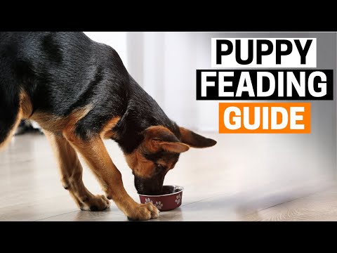 How Much Should a German Shepherd Puppy Eat?