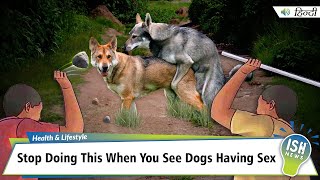 Stop Doing This When You See Dogs Having Sex