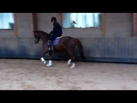 BM Sportpferde/dior von destano aus Rubinero, Dongregory Inshallah geb 2013