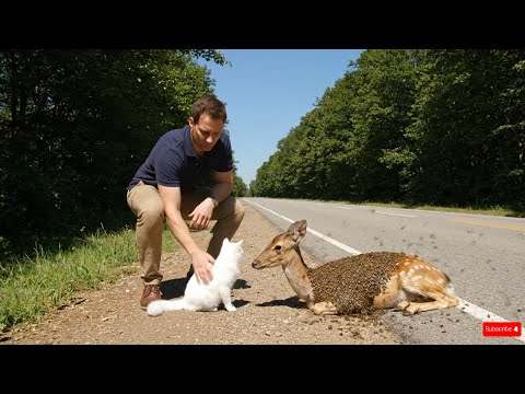 animal rescue : Brave Cat Flags Down Car to Save Fawn From Bee Swarm