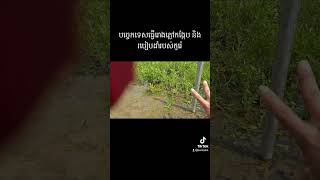 បច្ចេកទេសធ្វើដី និងរបៀបដាំភ្លៅកង្កែប(미나리 )នៅកូរ៉េ