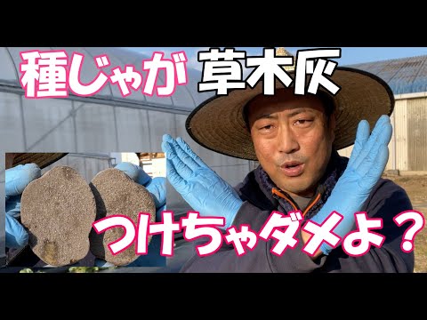 灰を菜園にいつ入れるのですか？すべての理由と理由!  庭園