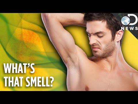 為什麼我們有體味？ (Why Do We Have Such Bad Body Odor?)