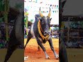 Mattu Pongal Whatsapp Status Tamil Happy Mattu Pongal Status Tamil 2024 Mattu Pongal Status 2024