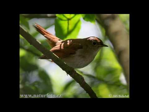 MERIMA NJEGOMIR SLAVUJ PILE