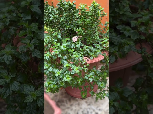 اكزورا نانا lxora coccinea