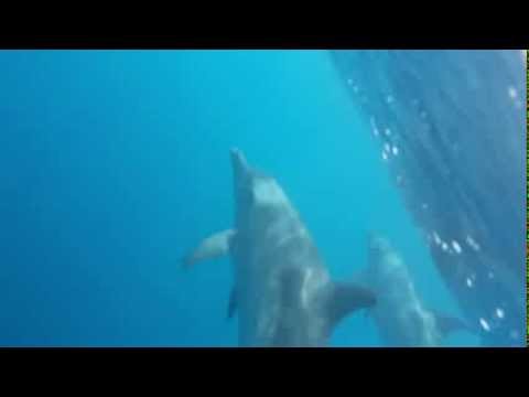 Wild Dolphins Filmed Underwater, in Slo-Mo... with an iPhone