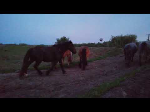 Iepe in ultimele 2 saptamani de gestație- Herghelia Fitero