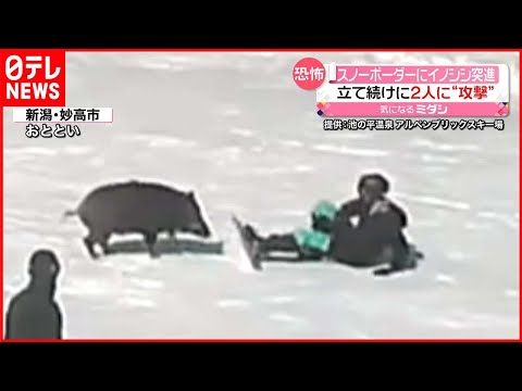 【恐怖】ゲレンデに「イノシシ」出没…スノーボーダーに突進！