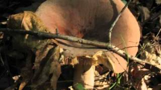 jim hendricks relaxation wmv