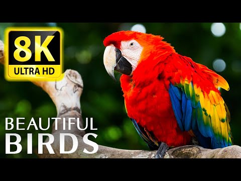 THE BEST BIRD COLLECTION at 8K 60FPS HDR - WITH THE SOUND OF NATURAL RELAXING