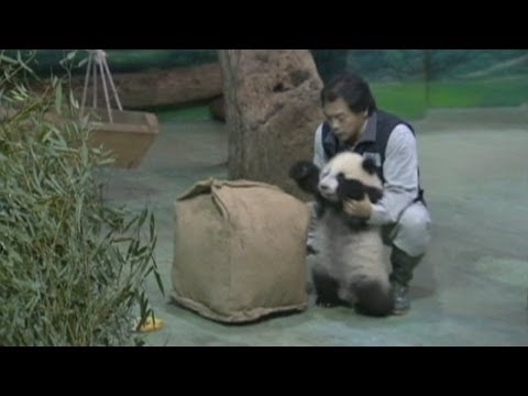 Adorable baby panda: Cub climbs over logs during debut in Taiwan
