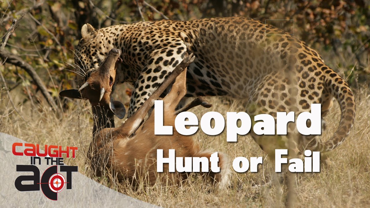 Young Leopard Hunts and Epic Fails 🐈