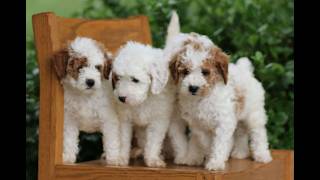 Video preview image #1 Goldendoodle (Miniature) Puppy For Sale in EPHRATA, PA, USA