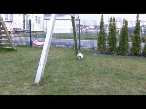 Lola im Garten 14 Wochen Mops