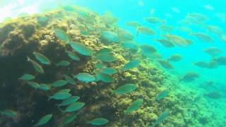 preview picture of video 'قابوياوا كما يراها السمك    cape de l'eau underwater beautiful view'