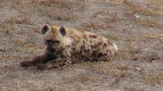 preview picture of video 'Monarto Zoo Hyenas & Mobile Phone'