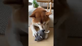 柴犬はみはみ