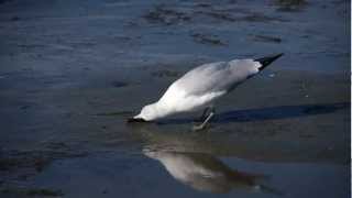 preview picture of video 'Seagull Trying To Eat A Clam'