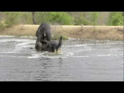 Elephants Swimming and Playing - Londolozi