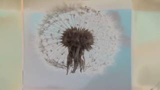 Hope Sandoval - I Like Your Blouse