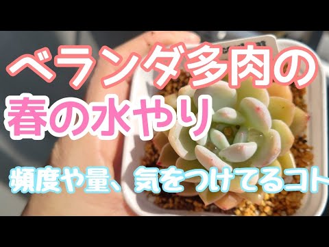 水やりサボテン多肉植物植物アレンジメント屋外装飾アイデア