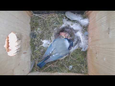 2020 05 04 Die Blaumeisen wollen die Buffalos nicht füttern