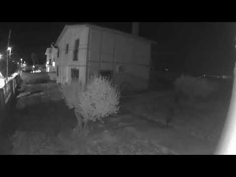 Unos jabalíes se cuelan en una vivienda de Corella