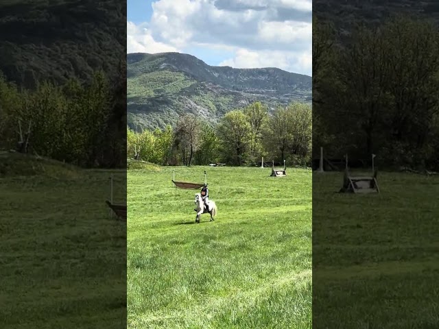 Gelding French Saddle Pony For sale 2017 Palomino