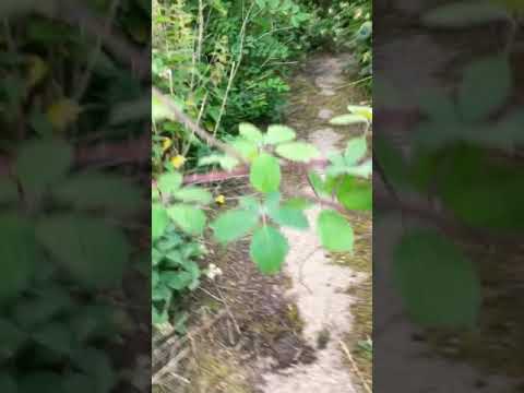 Abandoned building House upper beading West Sussex part one