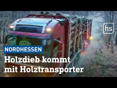 Wildkamera filmt Unglaubliches: Dreister Holzklau aufgedeckt | hessenschau