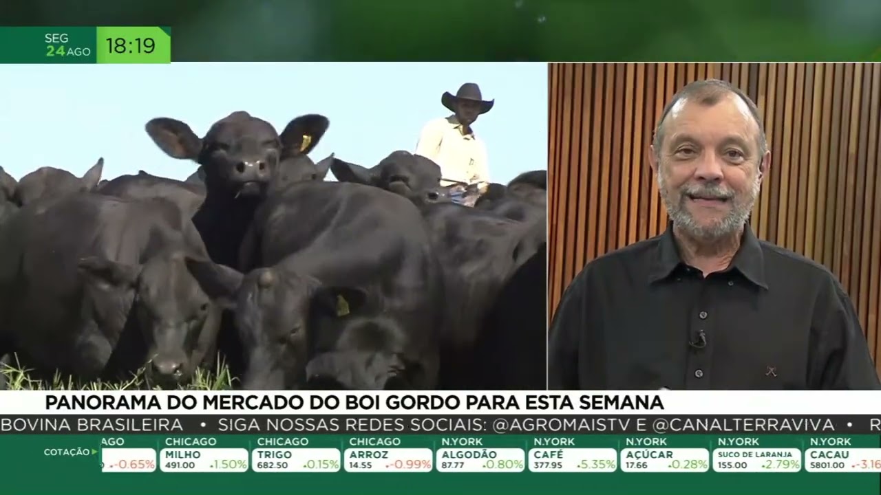 Panorama do mercado do Boi Gordo para esta semana