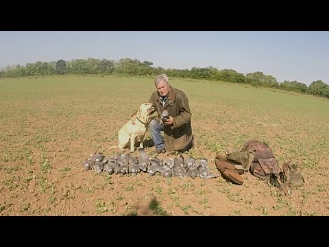 Pigeon Control. Shooting over peas at Skidbrooke and Saltfleetby