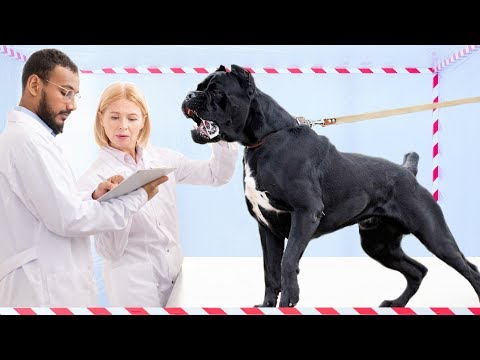 10 Dog Breeds that Are Created Specifically for Fighting