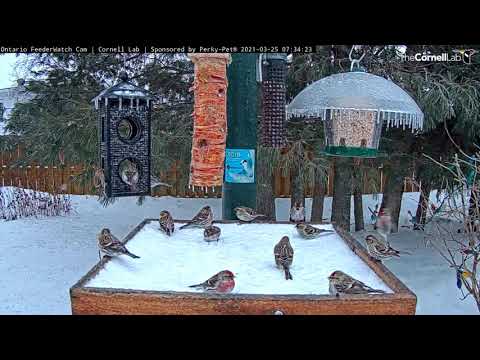 Busy Redpolls Congregate At Snow-Covered Feeders In Ontario – March 25, 2021